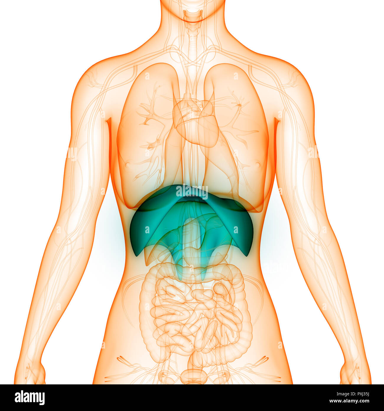 Menschliche Atmungssystem Membran Anatomie Stockfoto