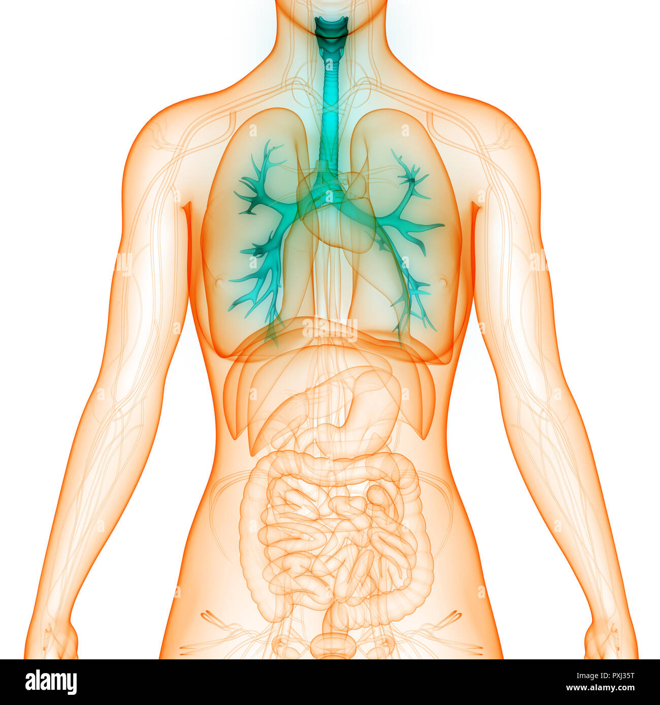 Der menschlichen Atemwege Anatomie Stockfoto