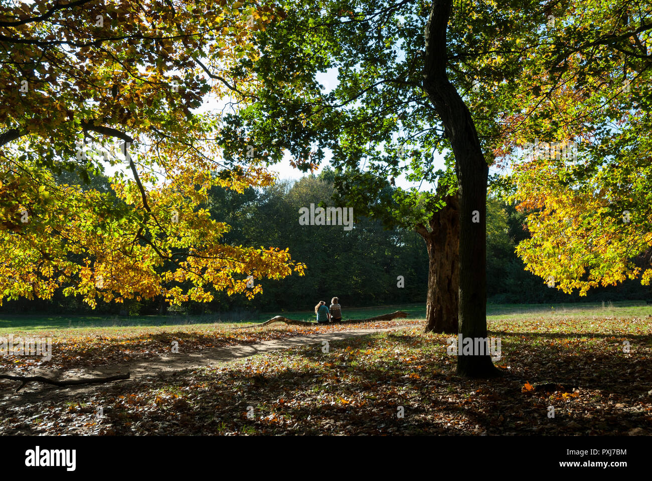 Warme Farben des Herbstes mit Bäumen Farbe drehen; ein junges Paar sind, setzte sich in der Ferne auf einem Baumstamm am Nachmittag Sonne. Hampstead Heath, London. Stockfoto