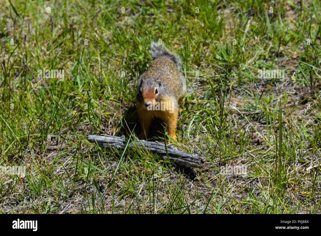 Columbia Erdhörnchen drücken ein Stock in der Nähe von Banff Stockfoto