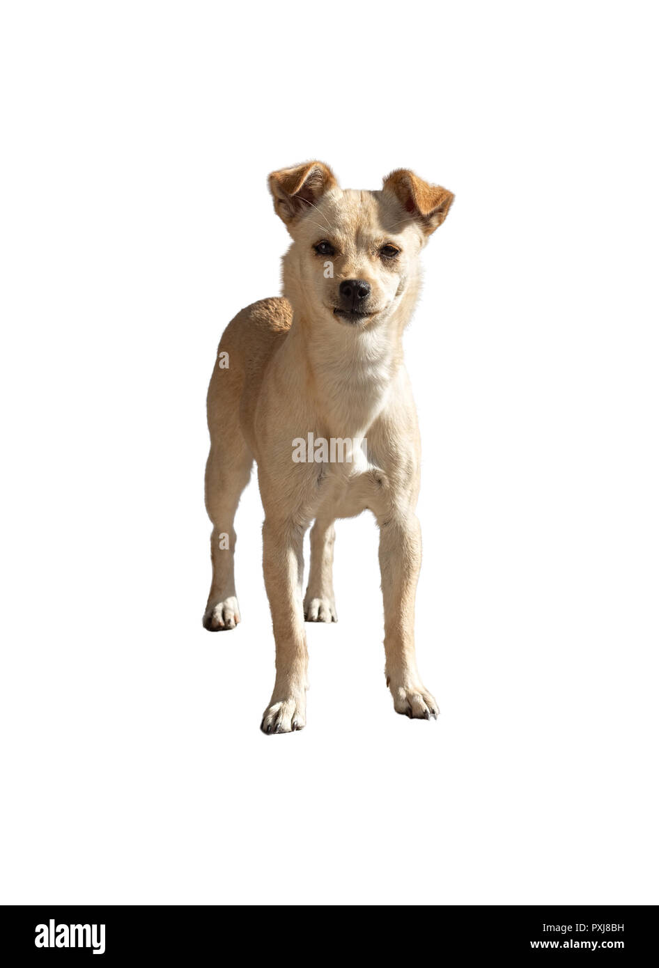 Kleine mongrel Hund auf weißem Hintergrund Stockfoto