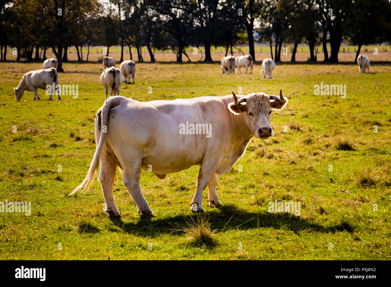 Neben Weinbergen, Flüssen und Kanälen prägen auch die weißen Charolais ...