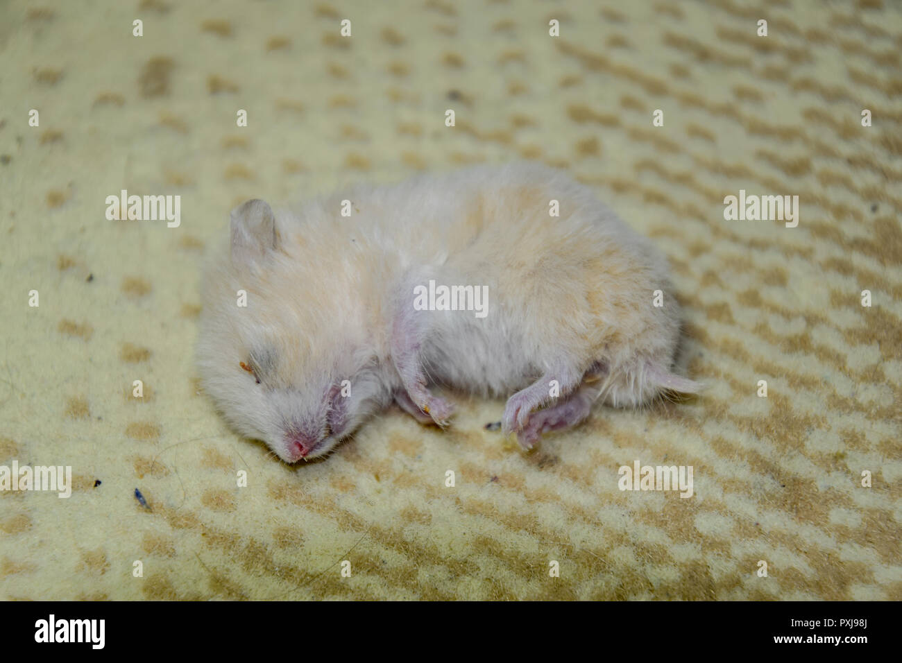 Tote hamster liegen auf dem Teppich. Die Toten home Nager Hamster. Stockfoto