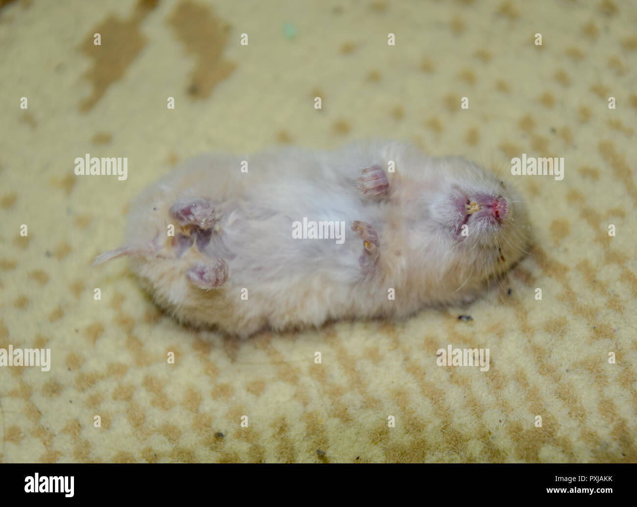 Tote hamster liegen auf dem Teppich. Die Toten home Nager Hamster. Stockfoto