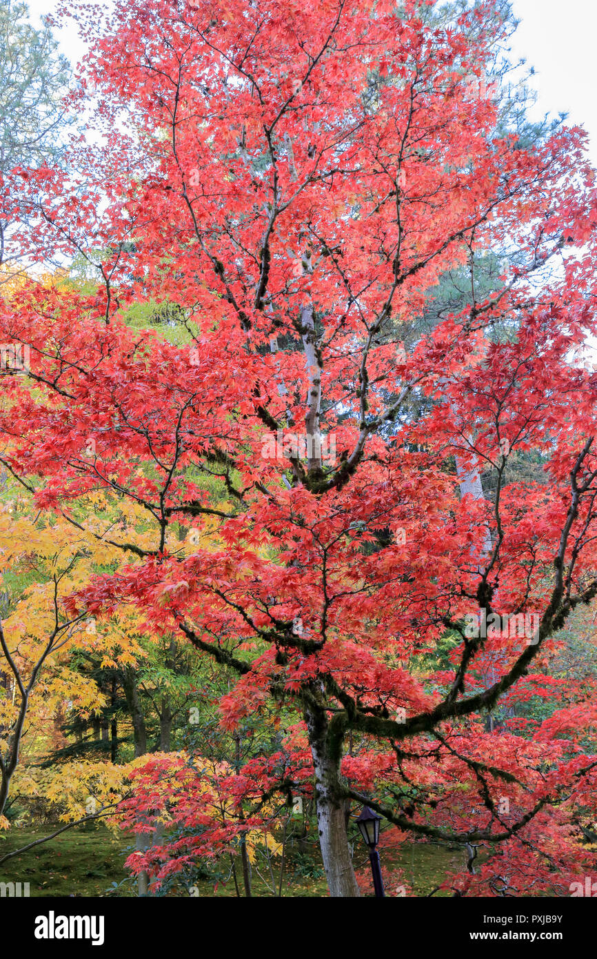 Voll von schönen Herbstfarben im Japanischen Garten, Seattle, Washington Stockfoto