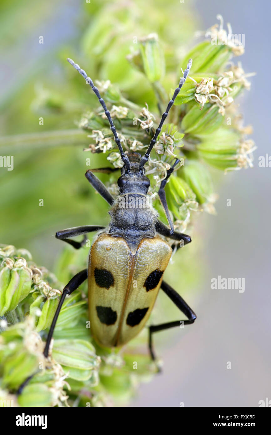 Longhorn Beetle, Pachyta quadrimaculata Stockfoto