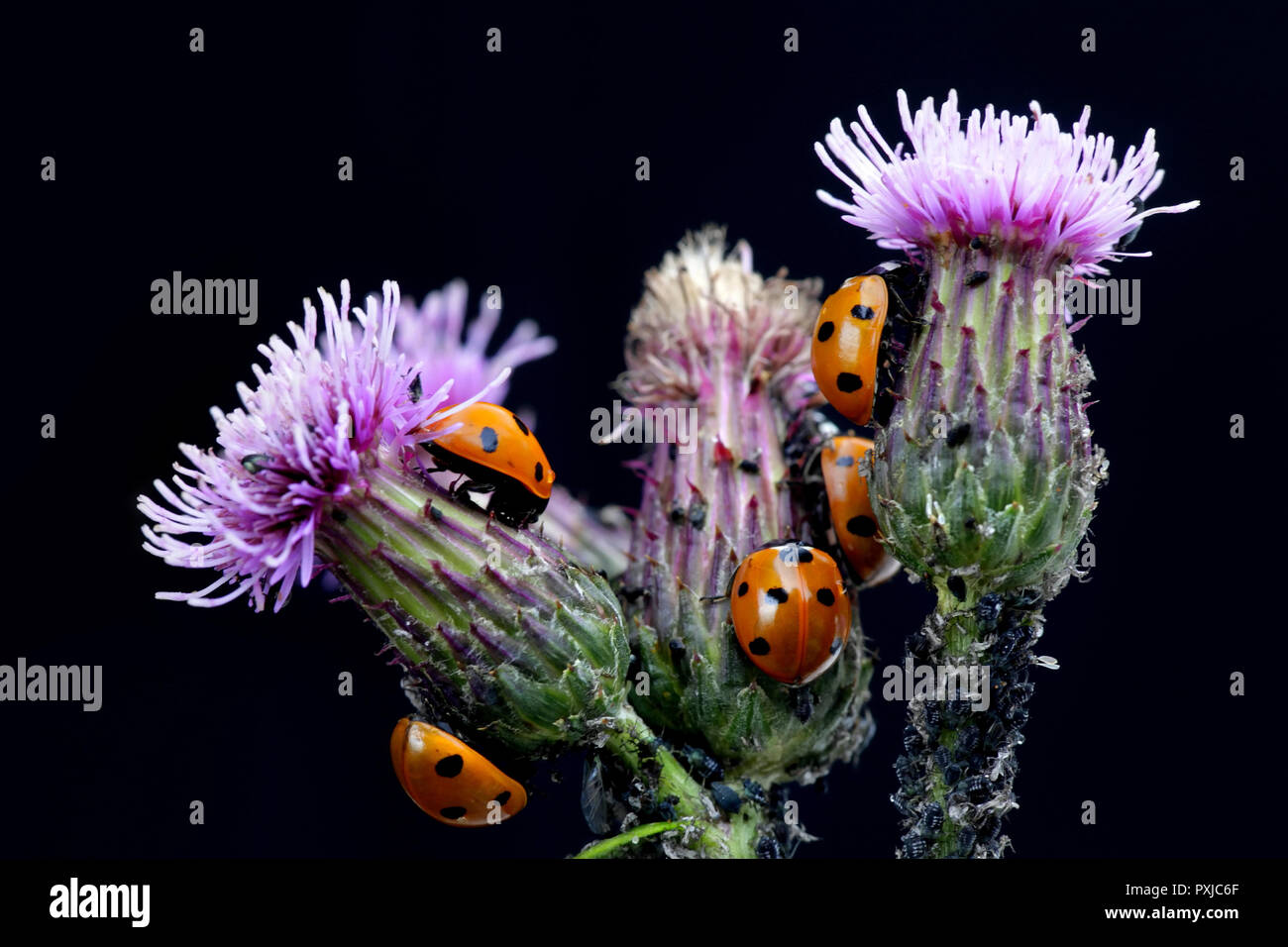 Sieben - beschmutzt, Marienkäfer, Coccinella septempunctata. Jagd auf Blattläuse auf creeping Thistle. Stockfoto