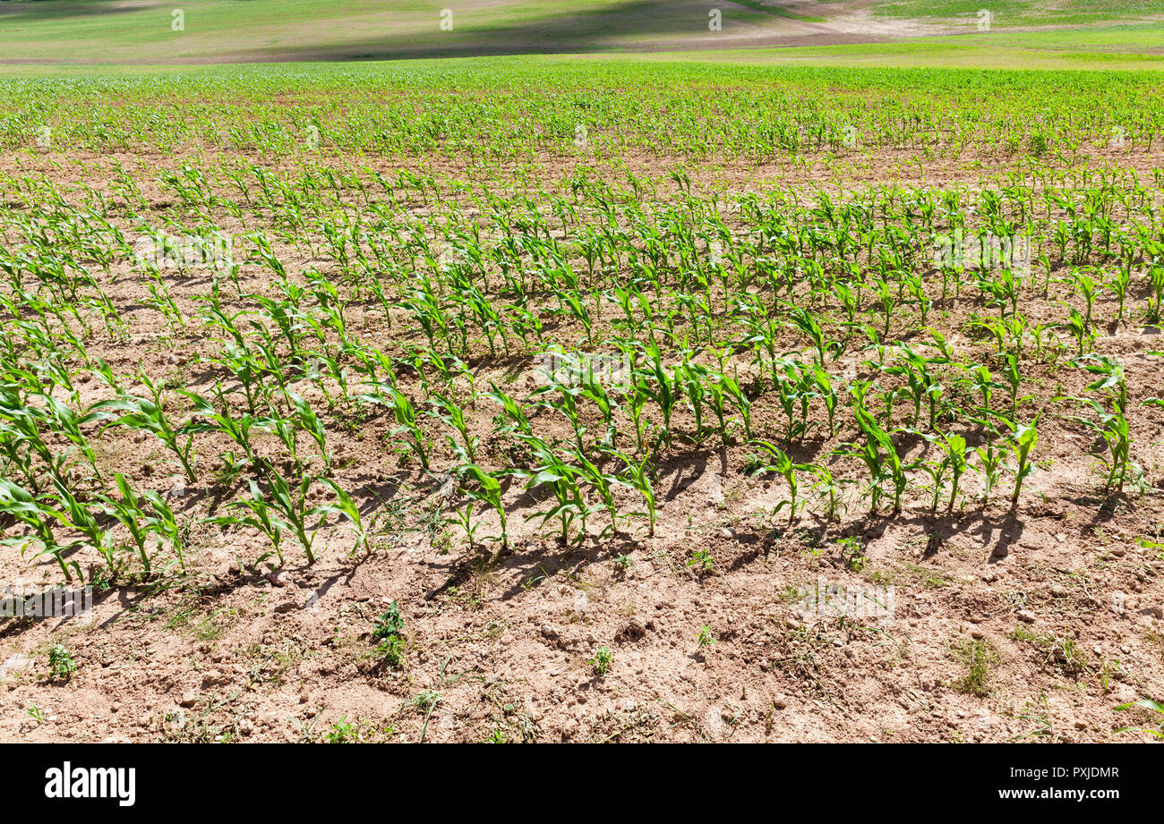 Jungen grünen Mais auf dem Hintergrund der hügeliges Gelände Stockfoto