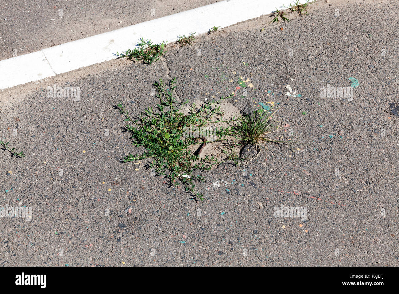 Grüne Gras durch und wachsen in Gruben auf Asphalt brechen Stockfoto