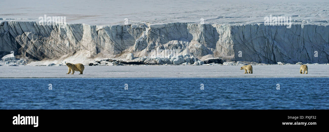 Eisbären (Ursus maritimus), Dam mit jungen Tieren, die in der norwegischen Arktis Svalbard, Norwegen Stockfoto