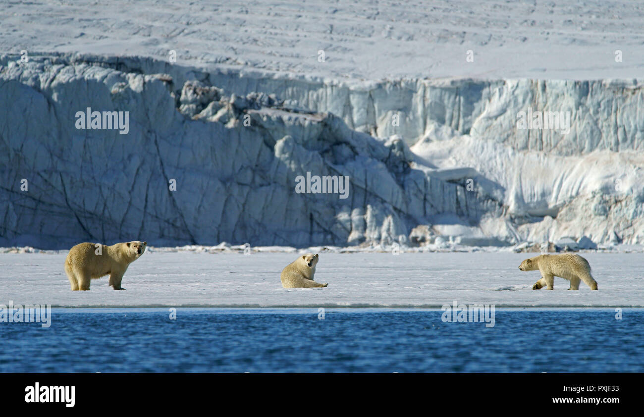 Eisbären (Ursus maritimus), Dam mit jungen Tieren, die in der norwegischen Arktis Svalbard, Norwegen Stockfoto