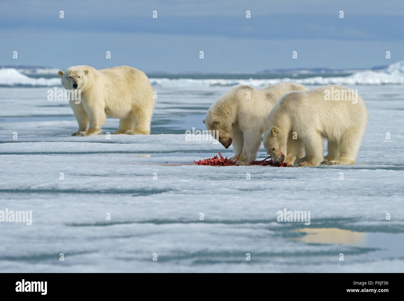 Eisbären (Ursus maritimus), junge Tiere auf der Weide auf dem Kadaver eines erfassten Dichtung im Schnee, Mutter Tier in der Rückseite Stockfoto