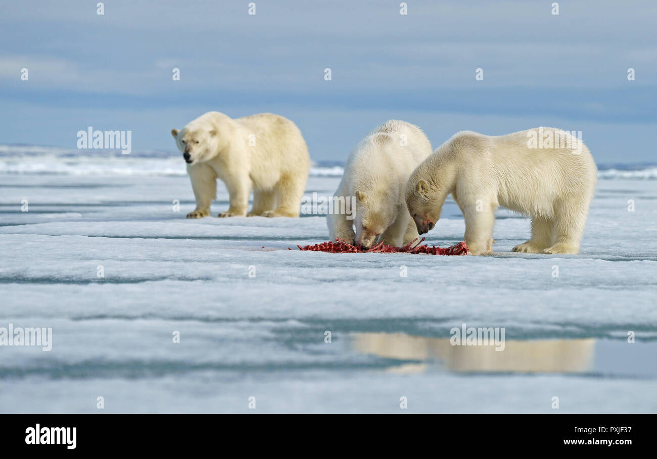 Eisbären (Ursus maritimus), junge Tiere auf der Weide auf dem Kadaver eines erfassten Dichtung im Schnee, Mutter Tier in der Rückseite Stockfoto