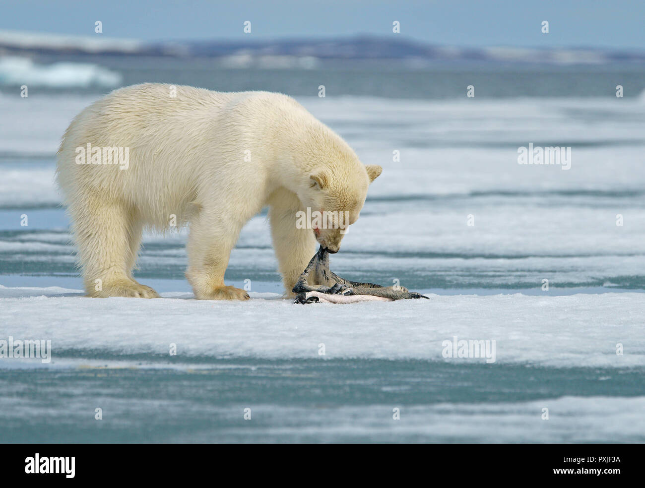 Eisbär (Ursus maritimus), Kätzchen mit Dichtung Haut, Fütterung, in dem ein Siegel auf Eisscholle, in der norwegischen Arktis Svalbard, Norwegen Stockfoto