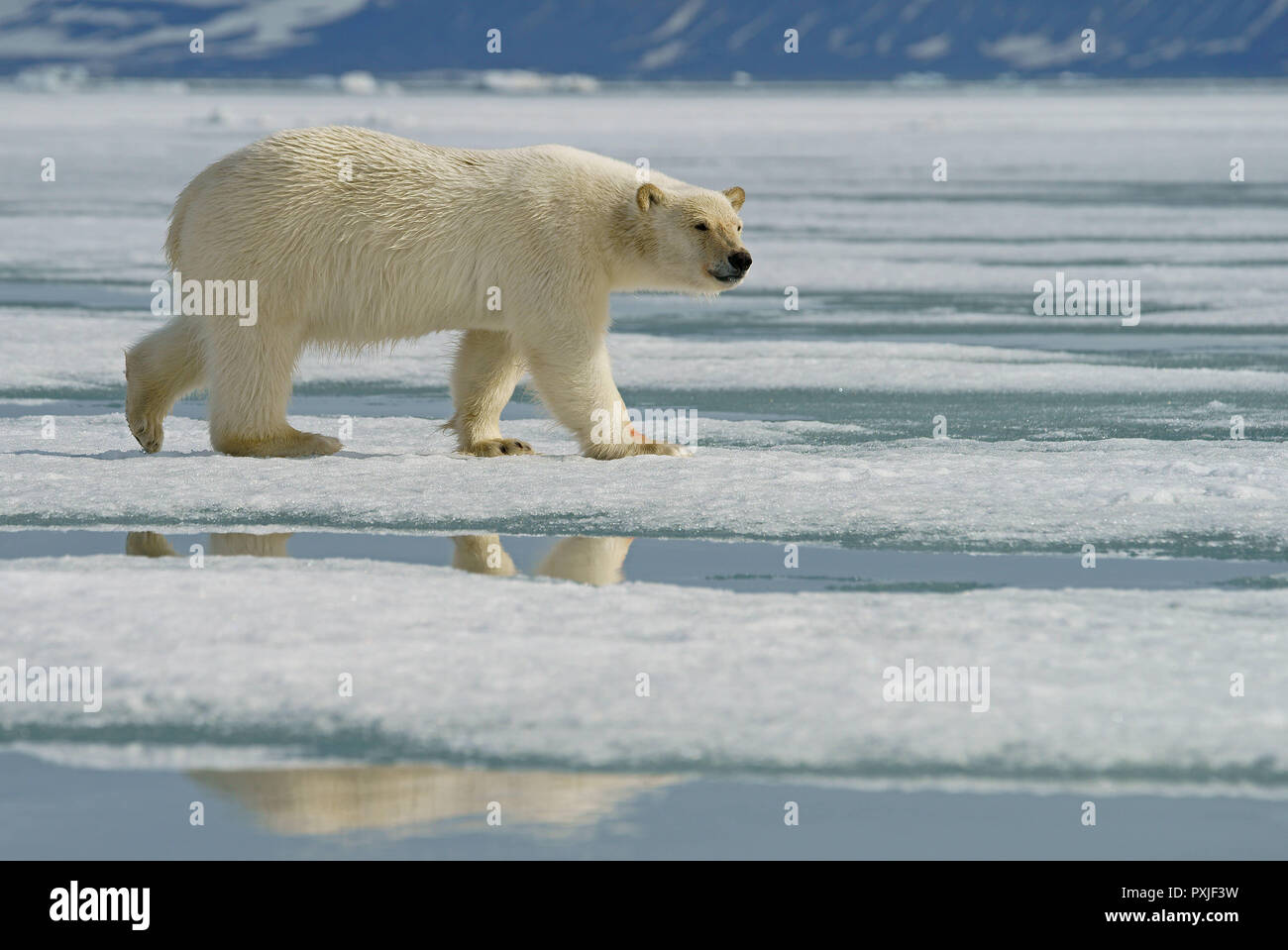 Eisbär (Ursus maritimus), junge Tier läuft auf dem Eis, in der norwegischen Arktis Svalbard, Norwegen Stockfoto