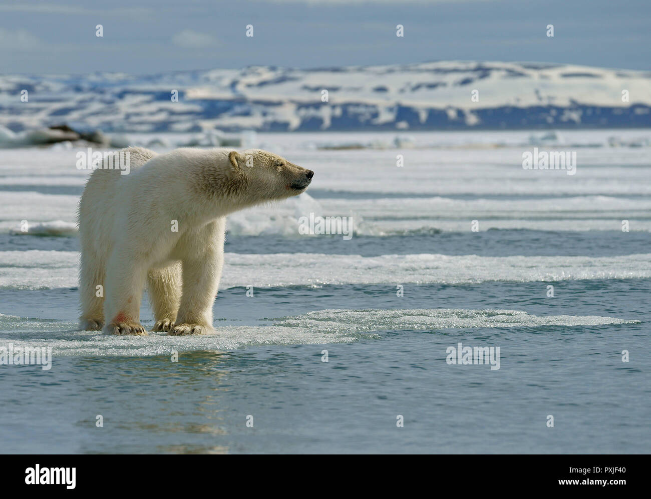 Eisbär (Ursus maritimus), junge Tier auf Eisscholle, in der norwegischen Arktis Svalbard, Norwegen Stockfoto
