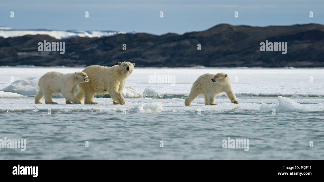 Eisbären (Ursus maritimus), Dam mit jungen Tieren auf Eisscholle, in der norwegischen Arktis Svalbard, Norwegen Stockfoto