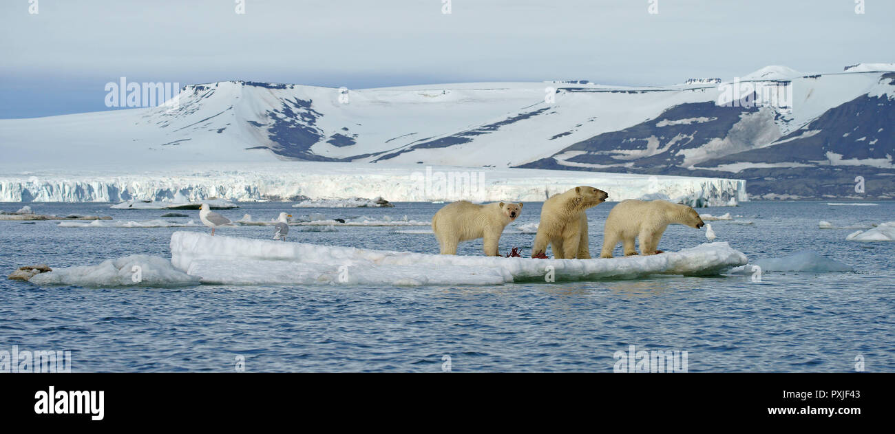 Eisbären (Ursus maritimus), Dam mit jungen Tieren auf Eisscholle, mit Kadaver eines erfassten Dichtung, Svalbard, der norwegischen Arktis Stockfoto