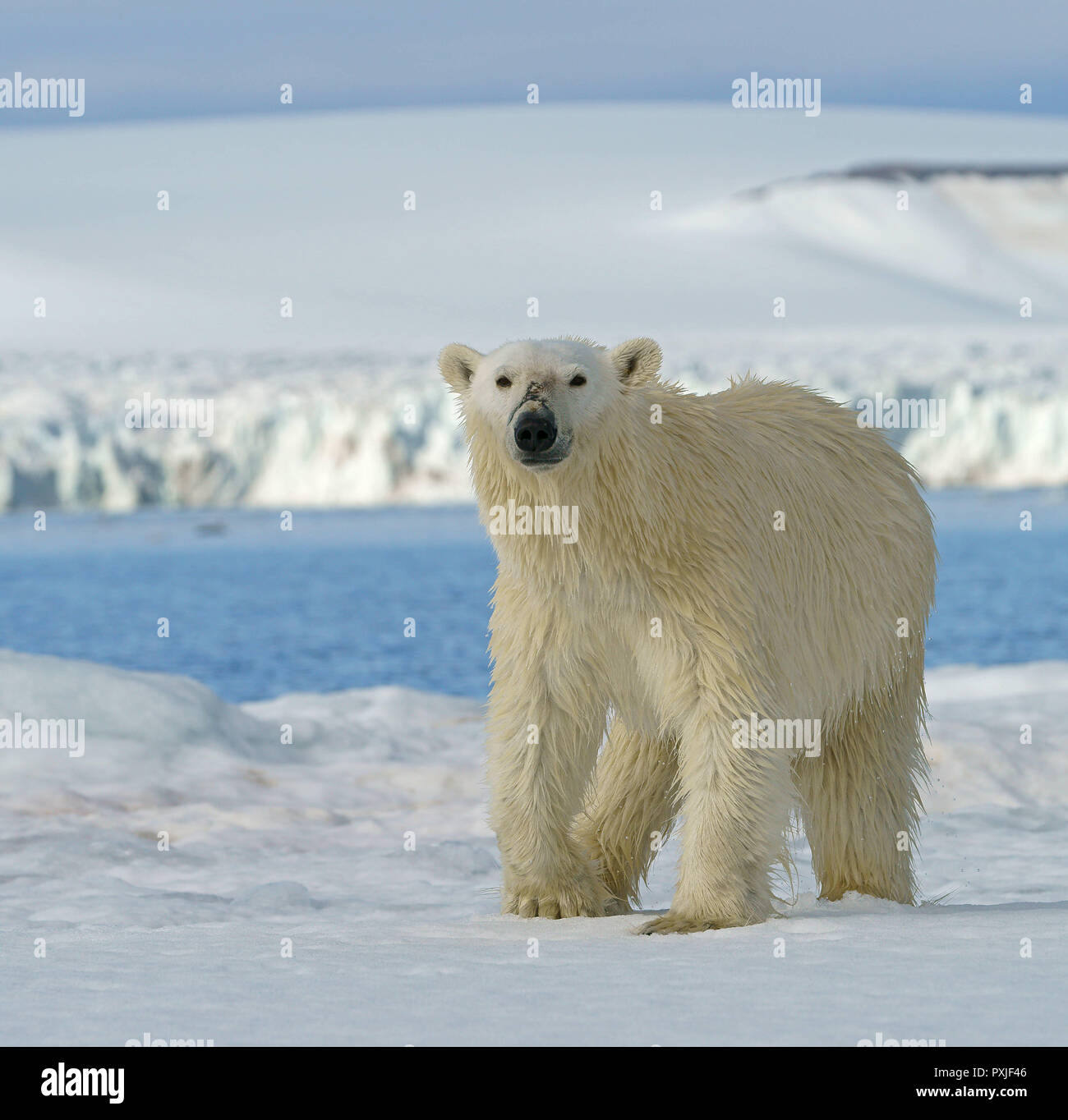 Eisbär (Ursus maritimus) läuft auf dem Eis, in der norwegischen Arktis Svalbard, Norwegen Stockfoto