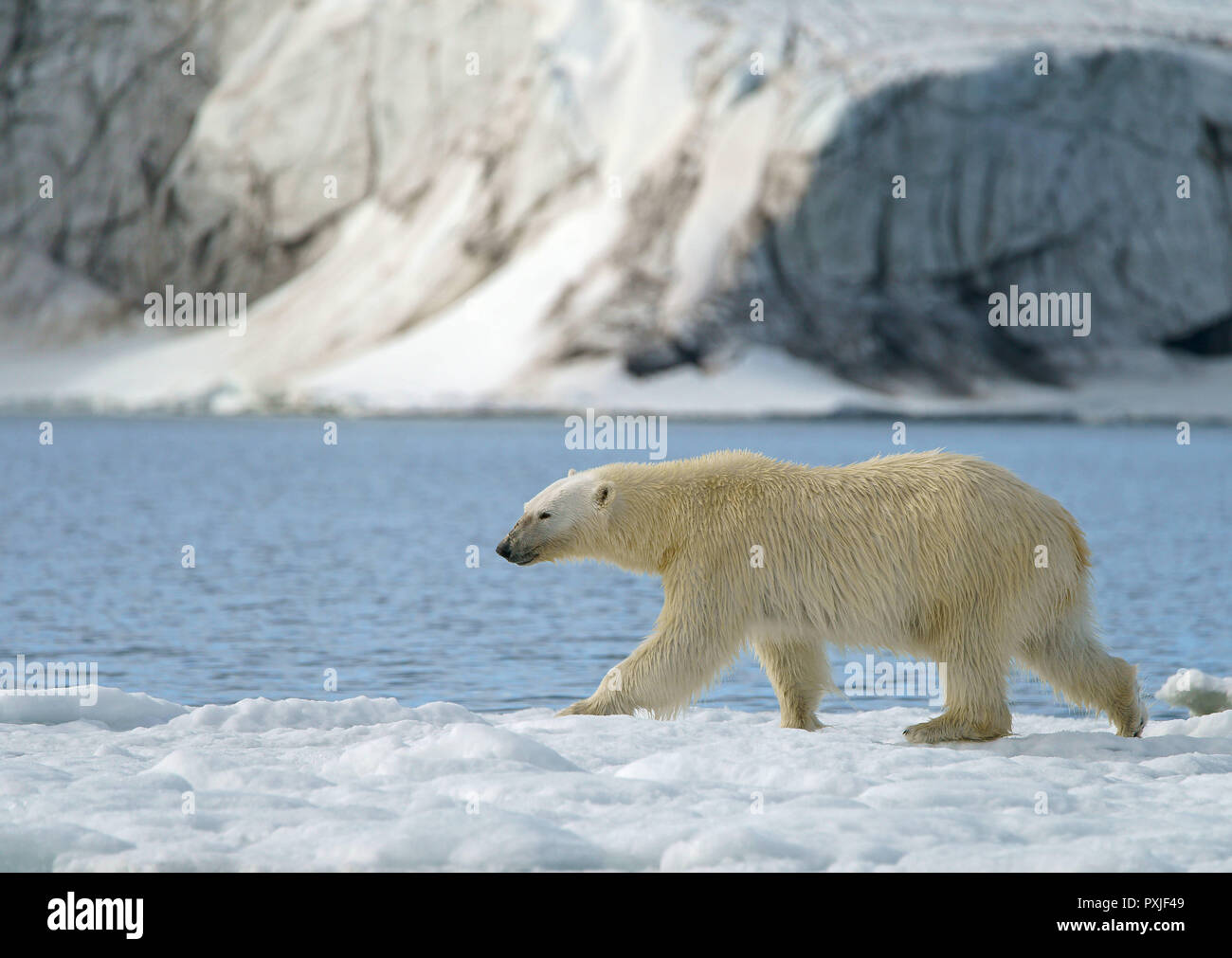 Eisbär (Ursus maritimus) läuft auf dem Eis, in der norwegischen Arktis Svalbard, Norwegen Stockfoto