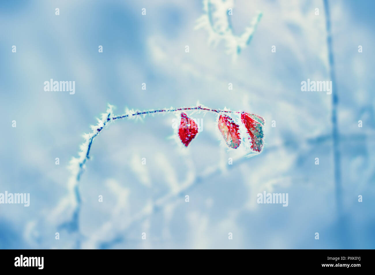 Rote Blätter bedeckt mit Eis Frost. Winter blauer Hintergrund Stockfoto