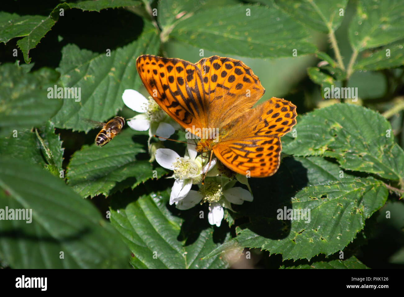 Silber - fritillaryschmetterling mit einem es gewaschen Hoverfly beobachten Stockfoto