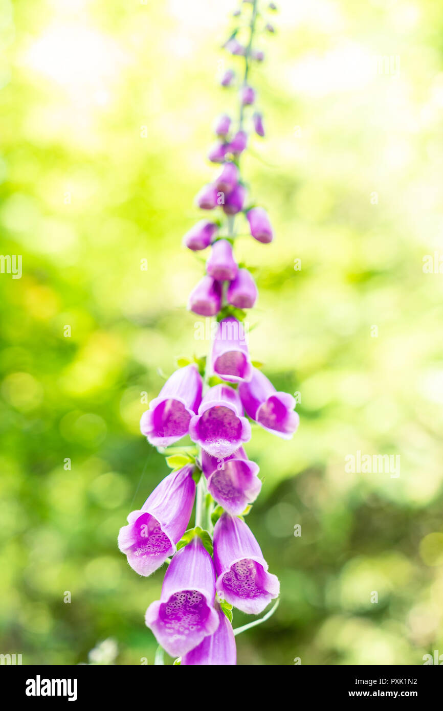 Ein wunderschöner Fingerhut Digitalis purpurea in weiches Licht und mit unscharfem Hintergrund. Stockfoto