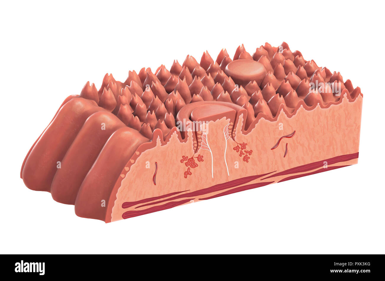 Menschliche Zunge Querschnitt an, seine verschiedenen anatomischen Teile. Digitale Illustration mit inbegriffen. Stockfoto