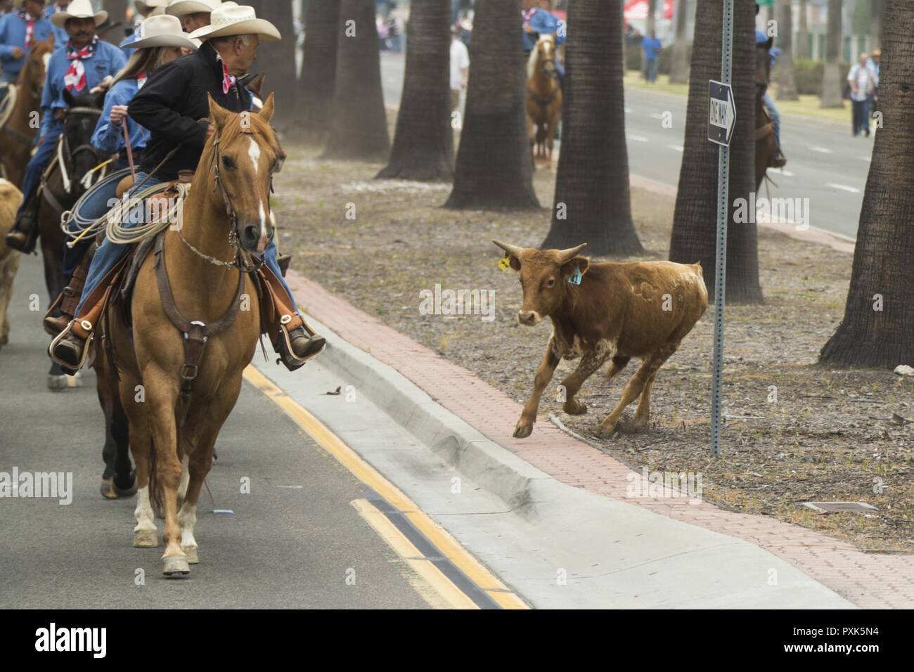 Teilnehmer Herde ein streunender Kalb bei einem Viehtrieb durch die Gas Lamp District in San Diego, Kalifornien, USA, 3. Juni 2017. Die San Diego County Fair hosted das Laufwerk als Teil des 150-jährigen Firmenjubiläums Gas Lamp District und zur Förderung der County Fair, 2. Juni geöffnet. Stockfoto