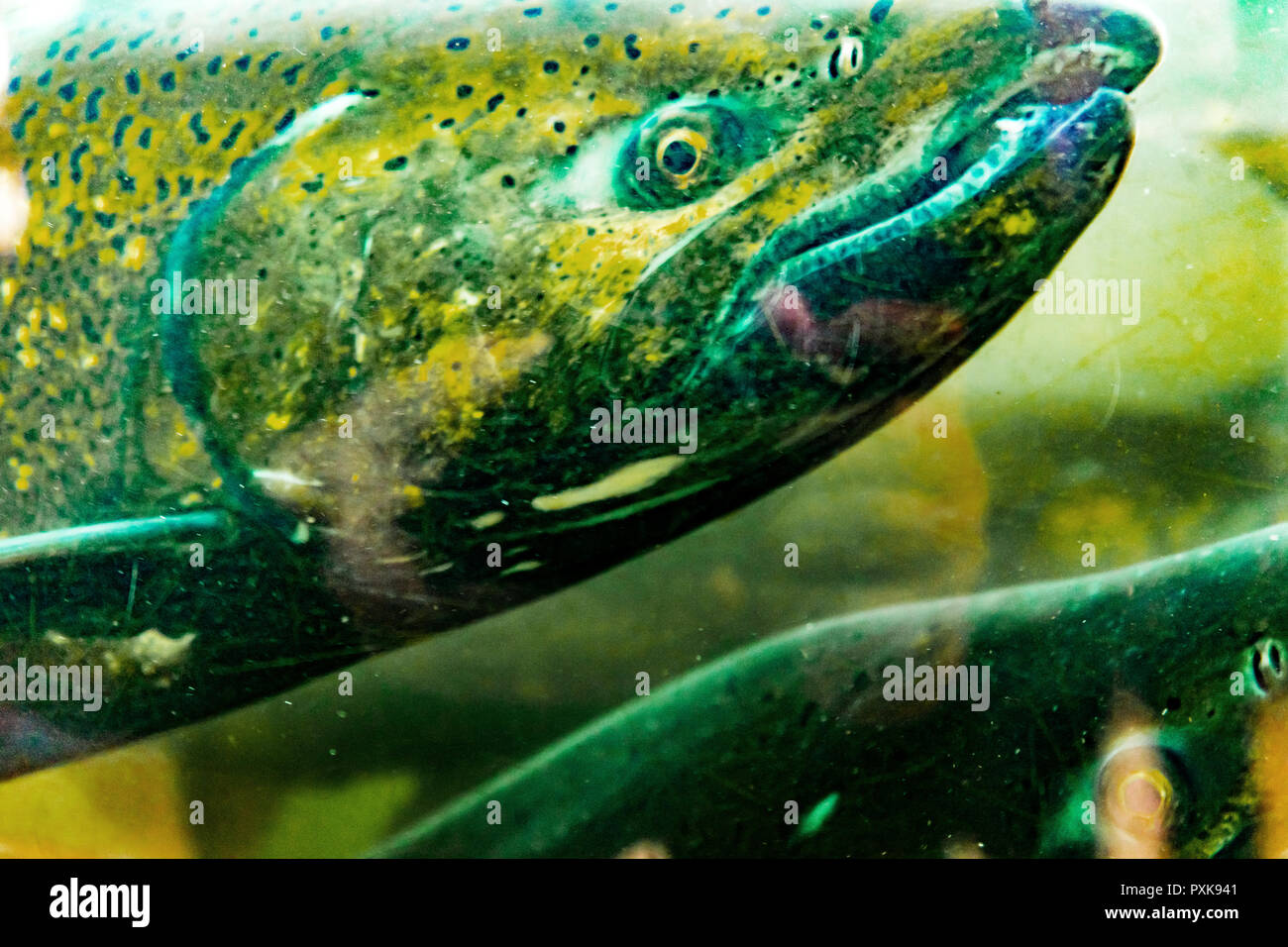 Chinooklachse Issaquah Hatchery Washington. Salmon Swim-up die Issaquah Creek zum Brutplatz. Stockfoto