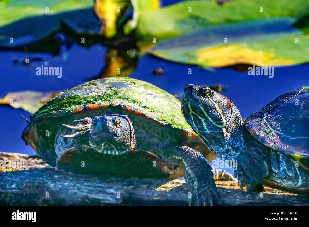 Western malte Wasserschildkröten Chrysemys picta Grün Lily Pads Juanita Bay Park Lake Washington Kirkland Washiington Stockfoto