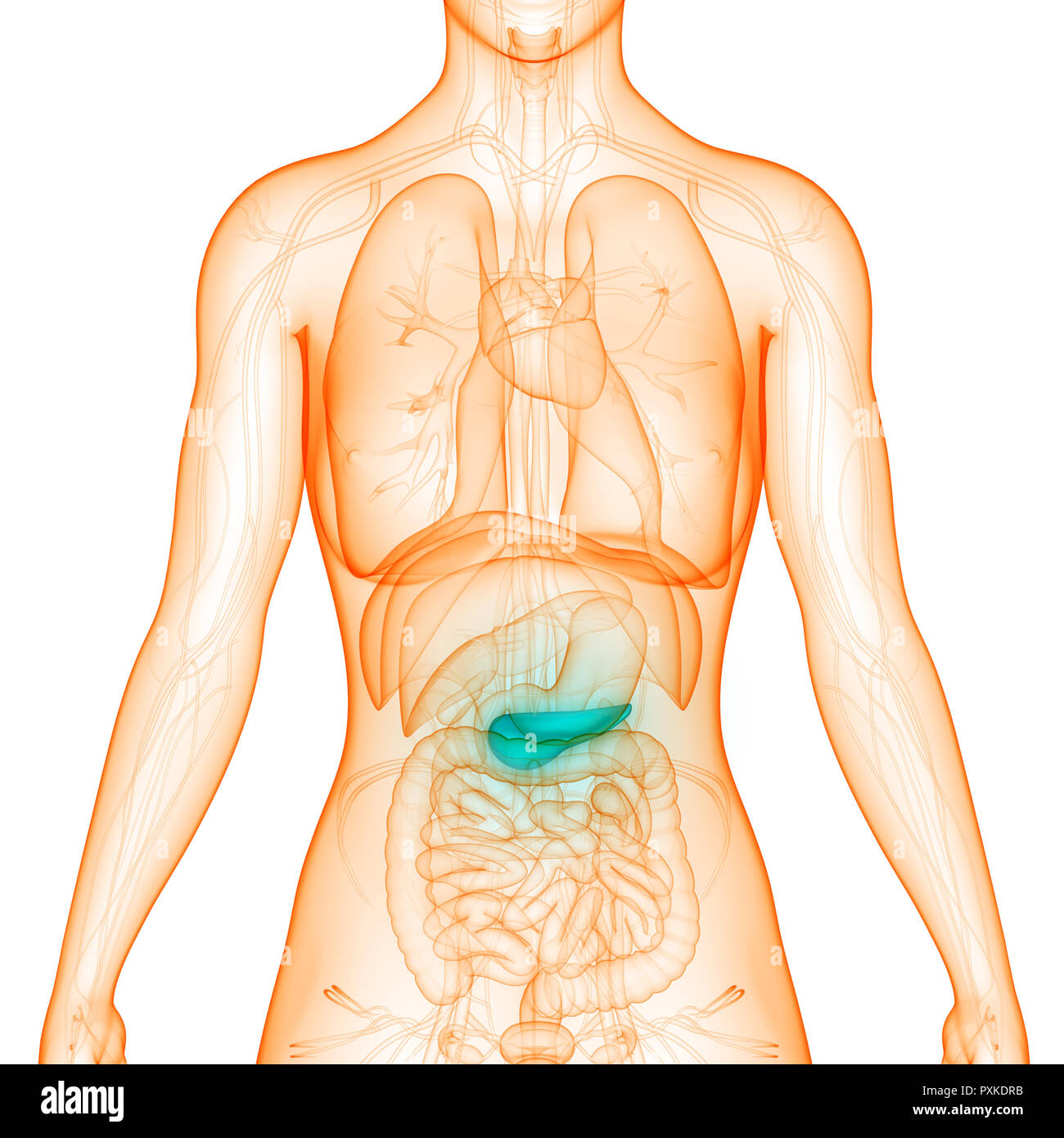 Menschliche Korper Innere Organe Bauchspeicheldruse Anatomie Stockfotografie Alamy