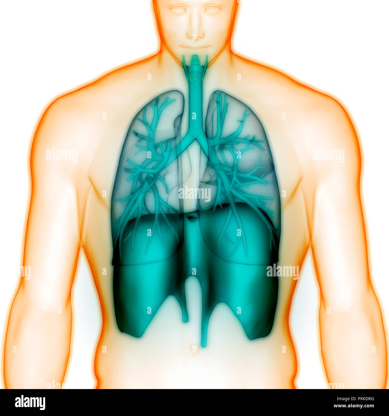 Der menschlichen Atemwege Anatomie Stockfoto