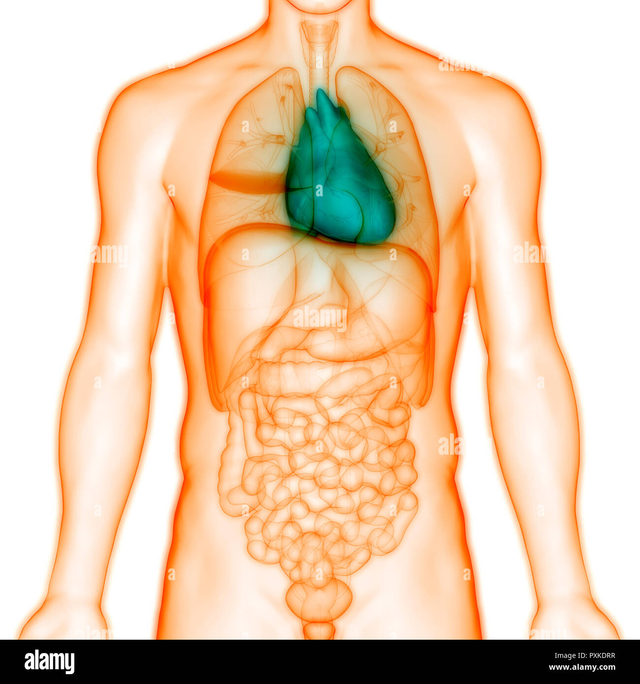 Anatomie des menschlichen Herzens Stockfoto