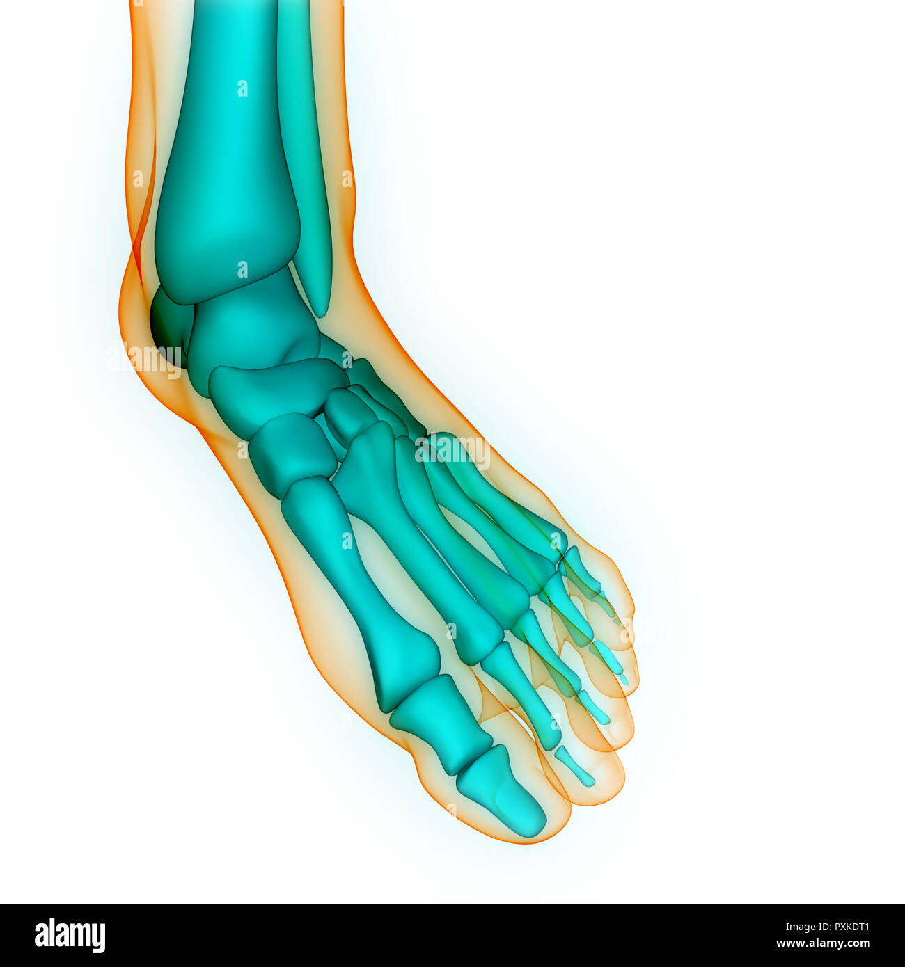 Menschliches Skelett System Anatomie Stockfotografie Alamy