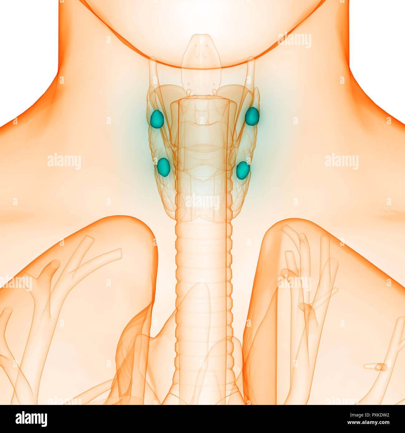 Menschlichen Drüsen (Schilddrüse) Anatomie Stockfoto