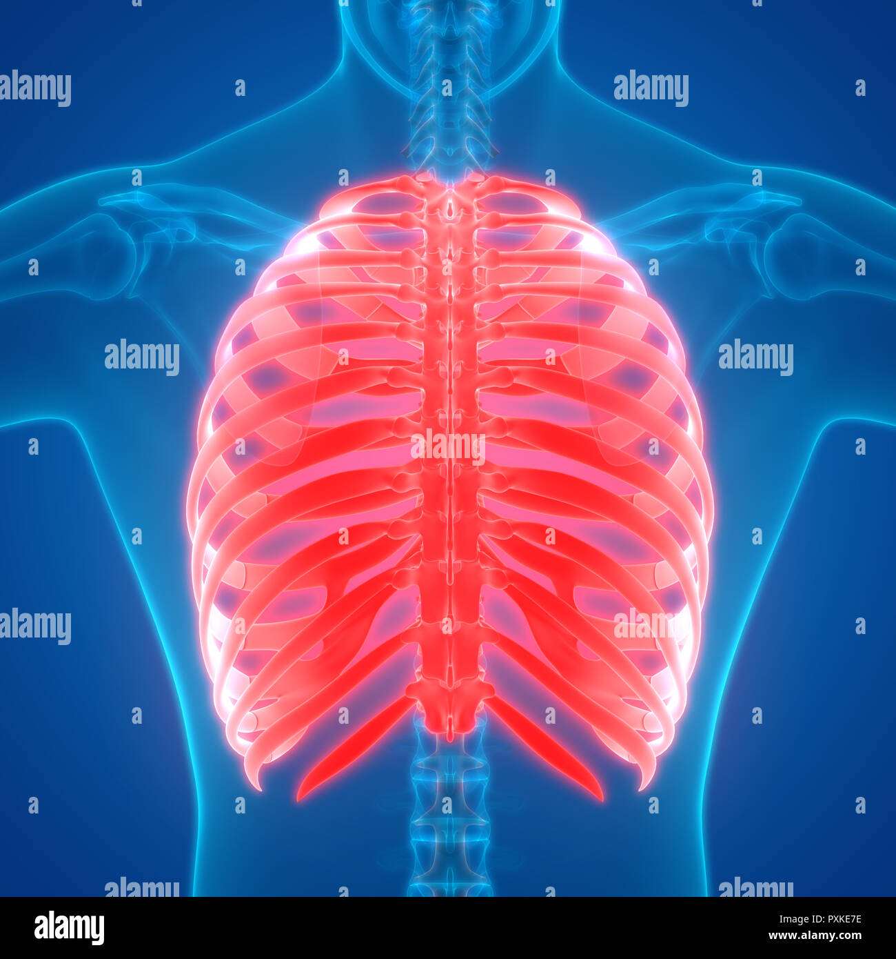 Menschliches Skelett System Anatomie Stockfotografie Alamy