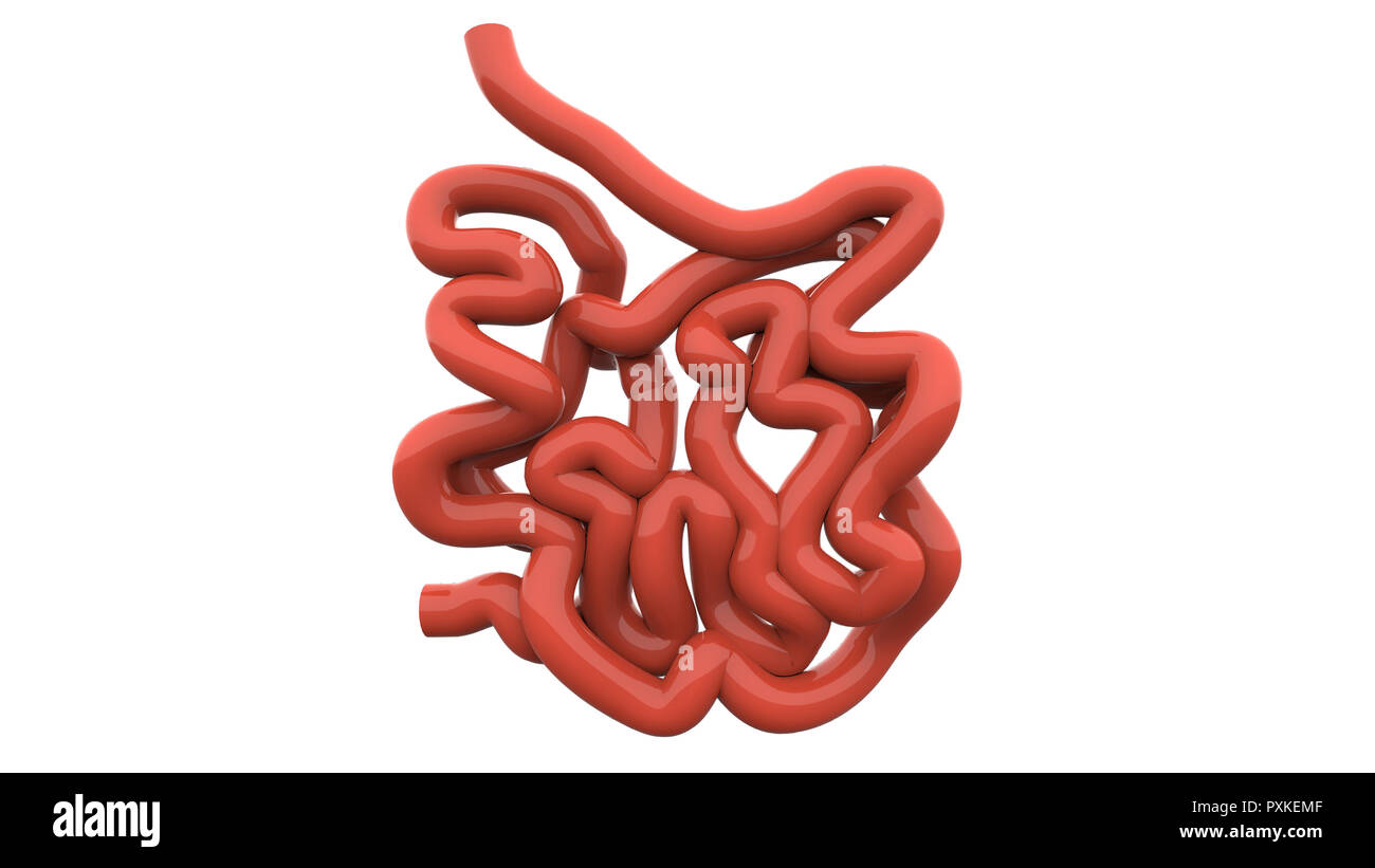 Menschliche Verdauungssystem Dünndarm Anatomie Stockfotografie - Alamy