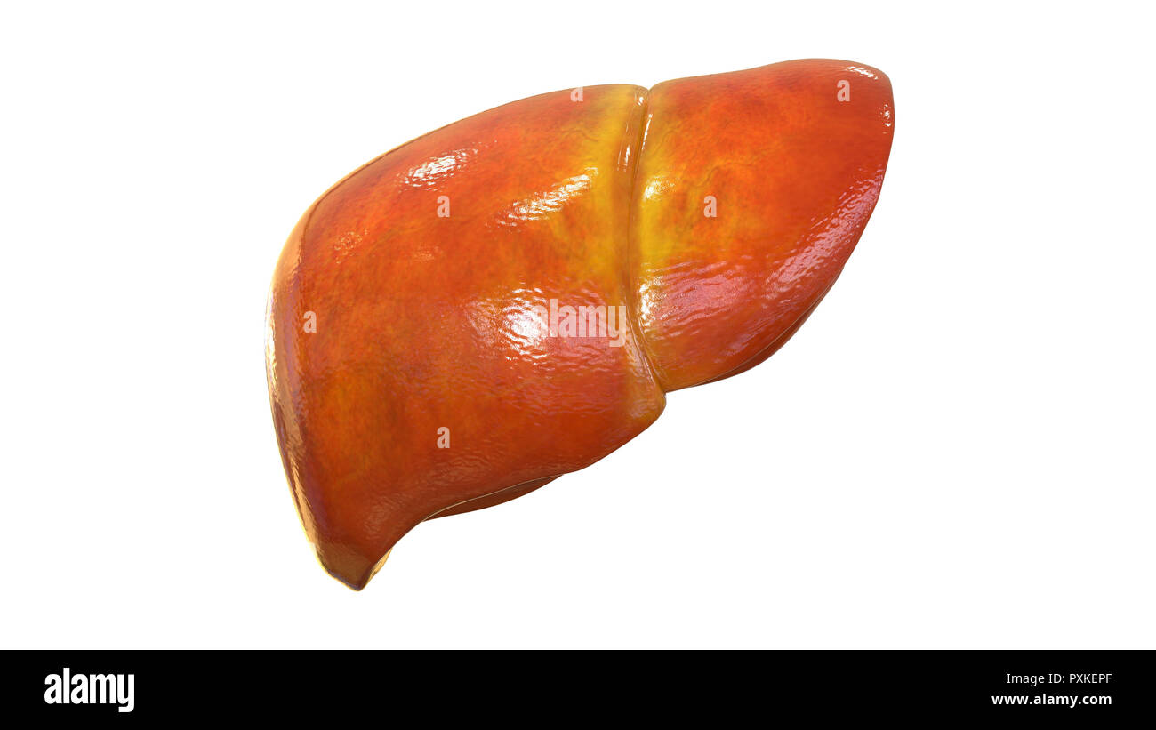 Anatomie der Leber Stockfotografie Alamy