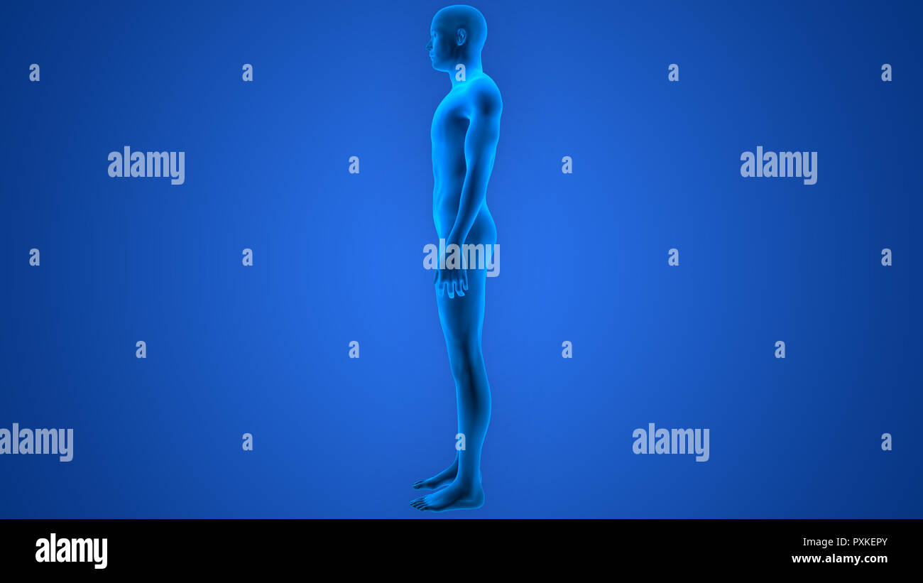 Der männliche Körper Anatomie Stockfotografie - Alamy