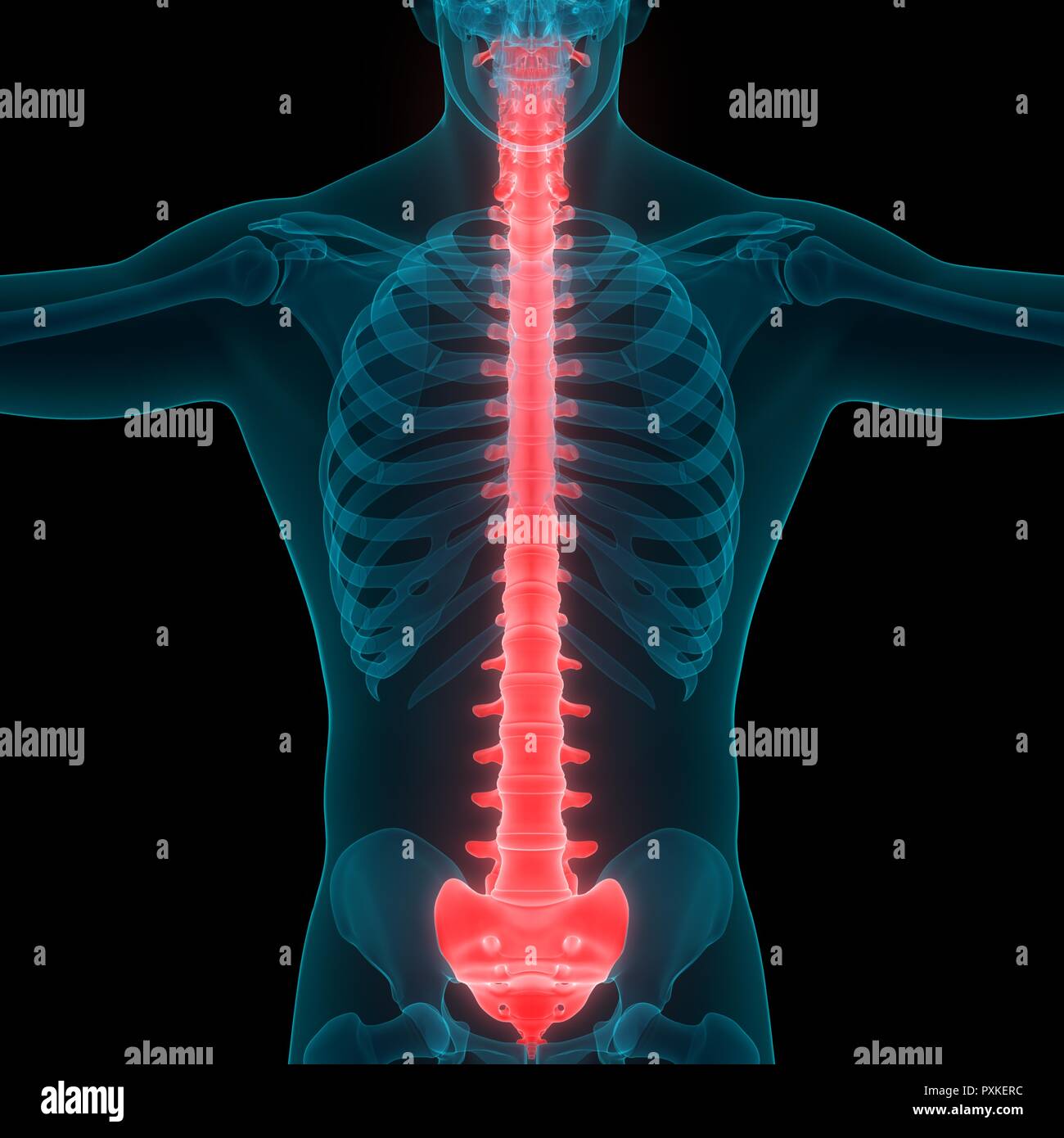 Menschliches Skelett System Wirbelsäule Anatomie Stockfotografie - Alamy