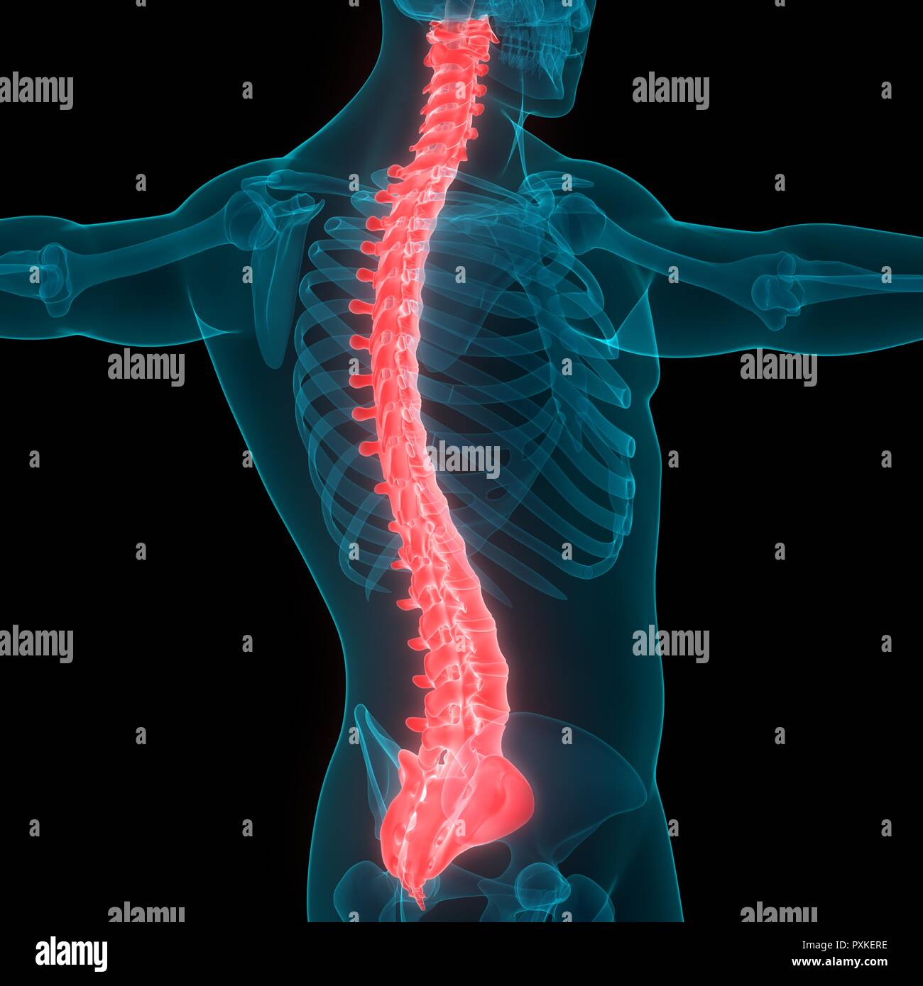 Menschliches Skelett System Wirbelsäule Anatomie Stockfotografie - Alamy