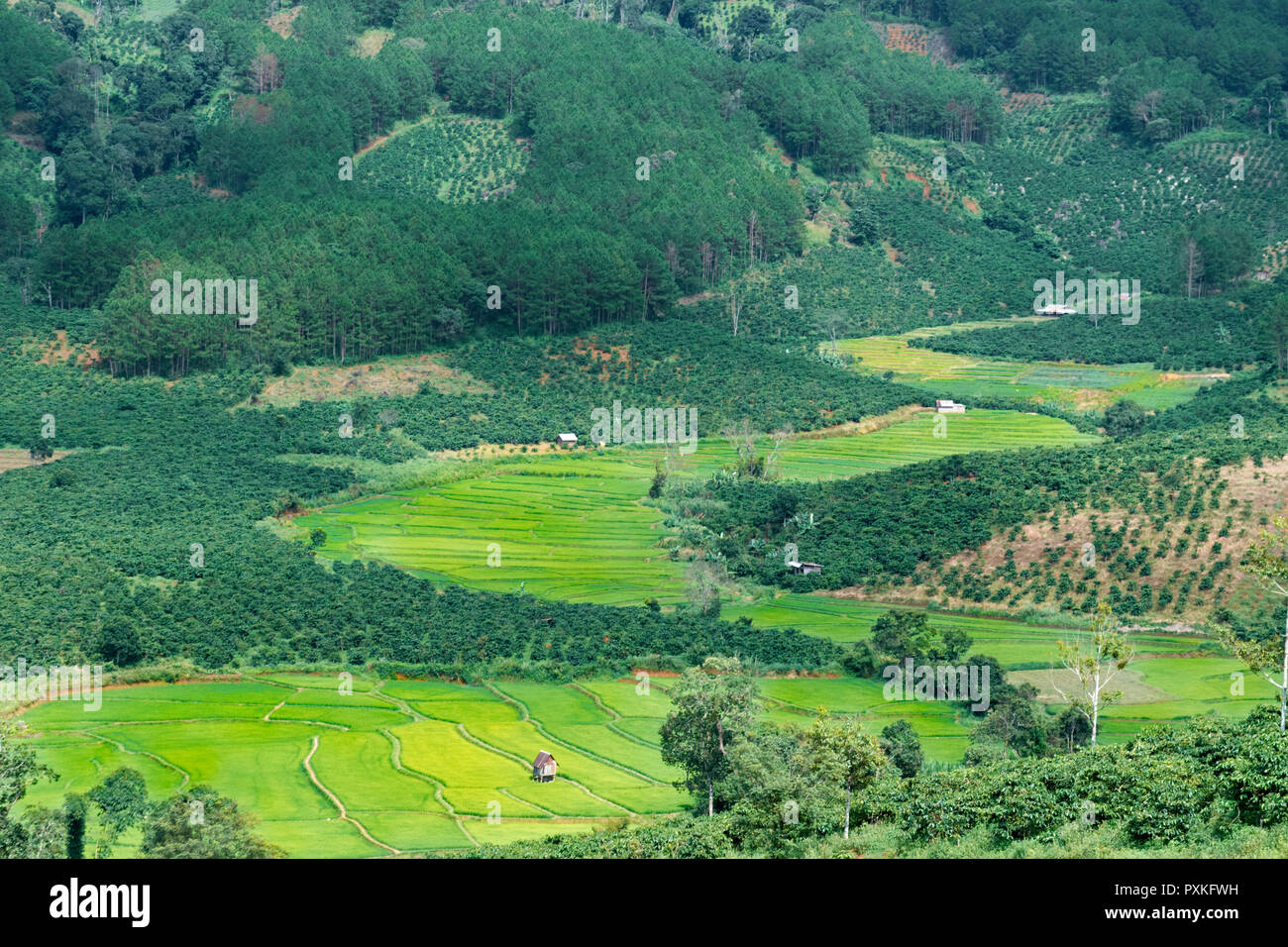 Gemischtes Feld in einem Tal, Lam Dong, Vietnam Stockfoto