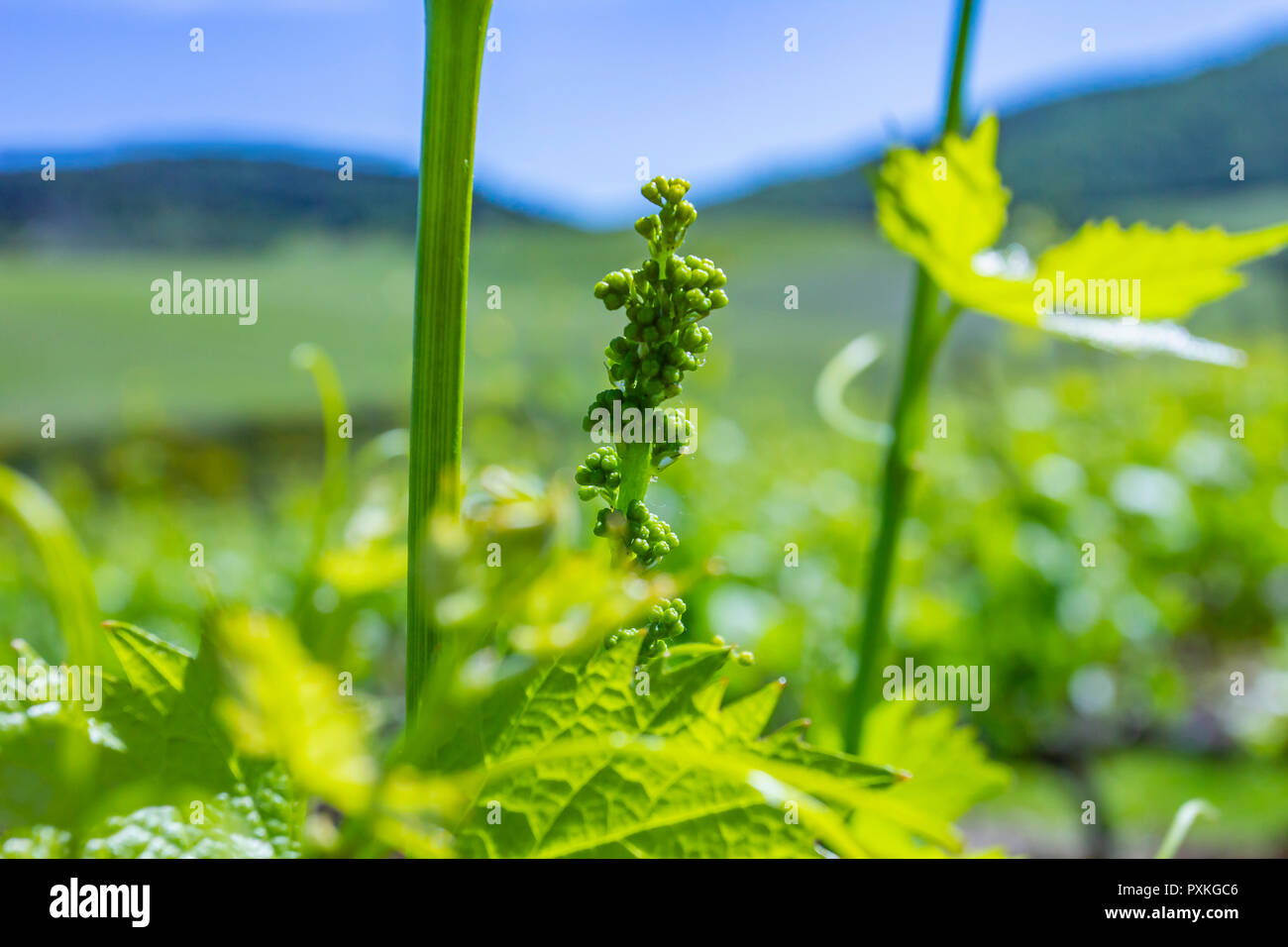 Die jungen Blätter von Weintrauben in der Sonne bei Sonnenuntergang. Junge Blütenstand der Trauben am Weinstock. Stockfoto