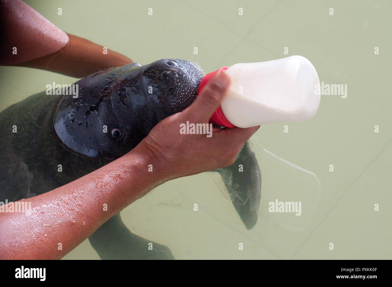 Eine junge MANATI (Trichecus inunguis) gefüttert durch spezielle Milch auf Iquito's 'Centro de Rescate' Stockfoto