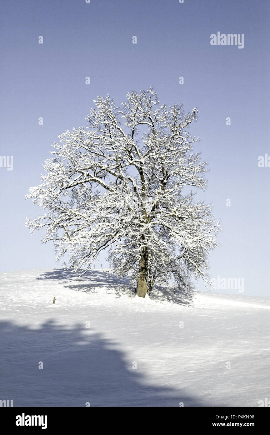 Winterlandscape bedeckt mit Schnee Stockfoto
