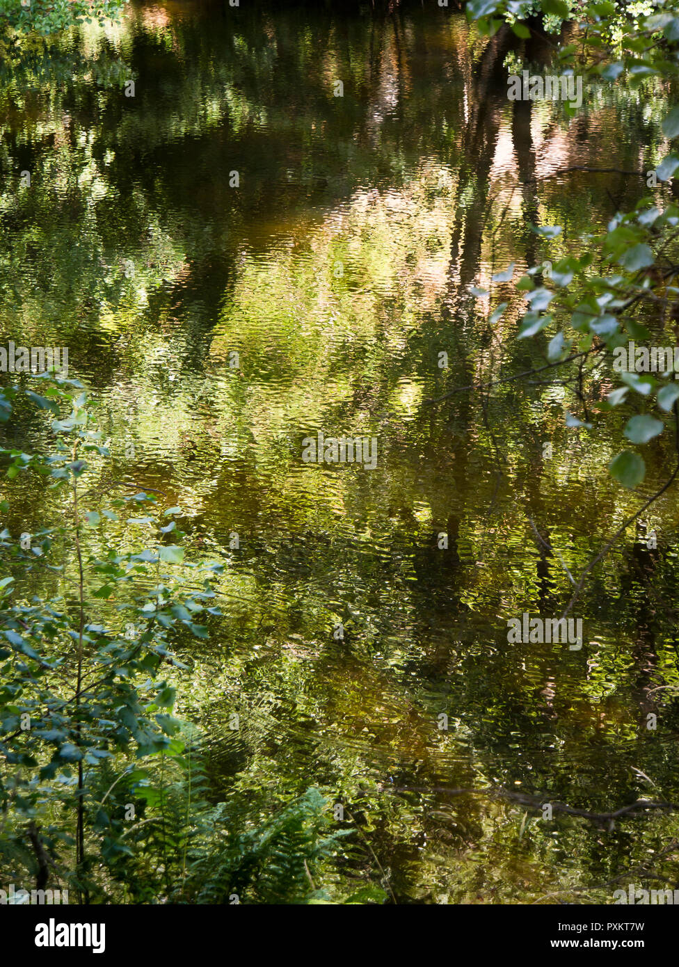 Sommer im Wald, Reflexionen von grünem Laub und Sonnenlicht in den Gewässern eines kleinen Flusses, Oslo, Norwegen Stockfoto