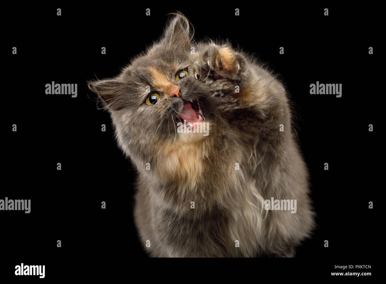 Verspielte kurze Munchkin Cat Schildkröte Pelze, Jagd auf Isolierte schwarze Hintergrund, die Pfote und wollen, fangen Sie mit geöffnetem Mund Stockfoto