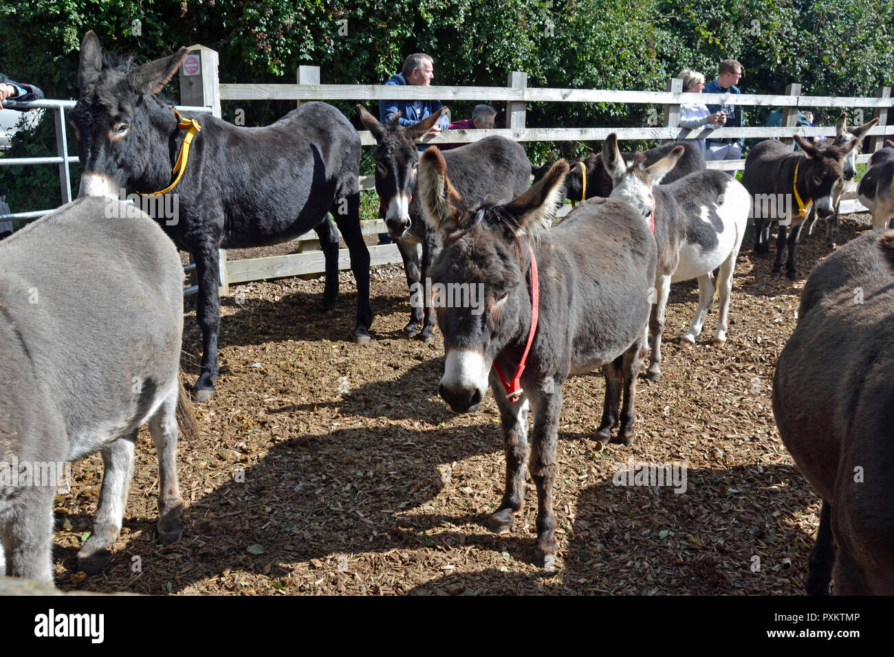 Donkey Sanctuary, Plymouth, Devon, Großbritannien Stockfoto
