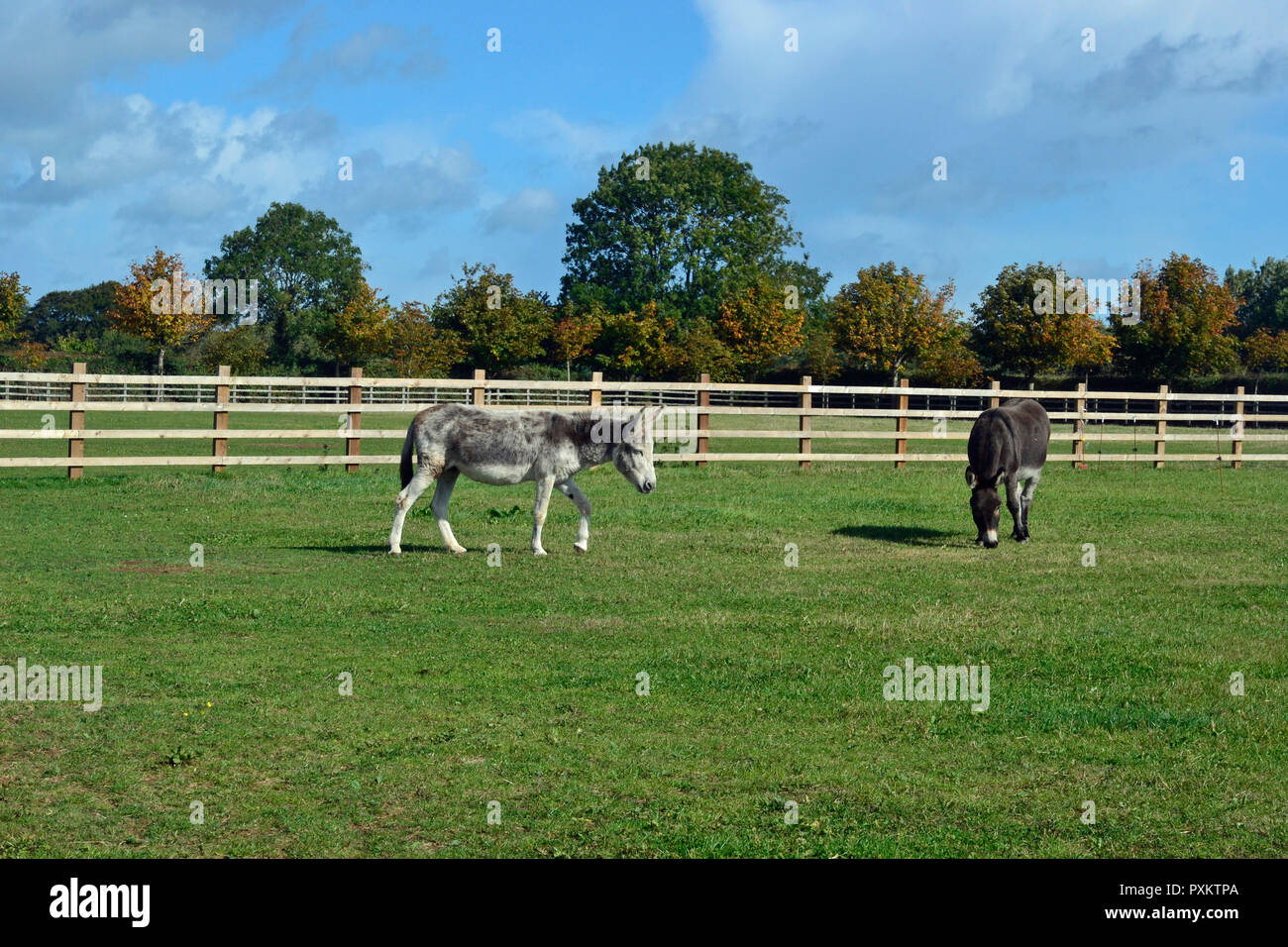 Miniatur Esel an den Donkey Sanctuary, Plymouth, Devon, Großbritannien Stockfoto